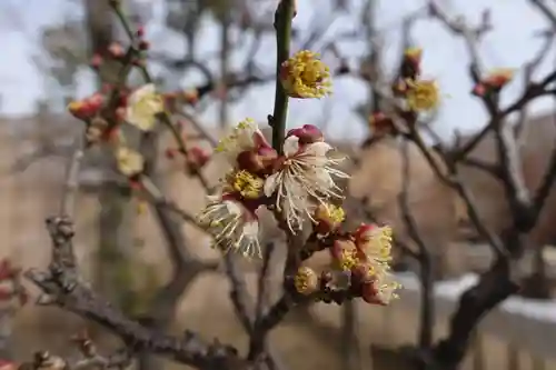 菅原天満宮（菅原神社）の自然