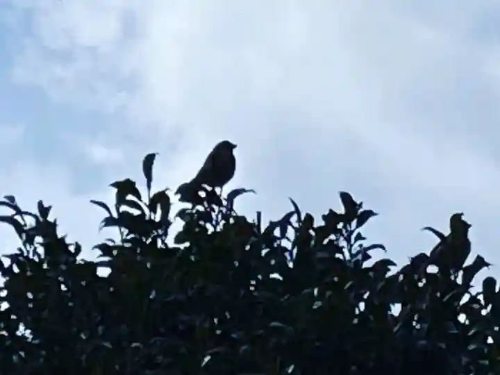 總社 和田八幡宮の動物