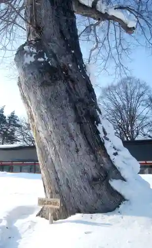 北海道護國神社の自然