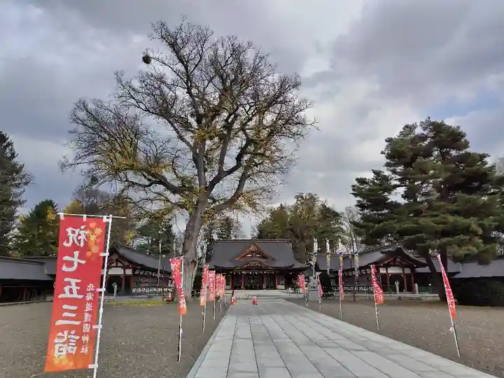 北海道護國神社の七五三参