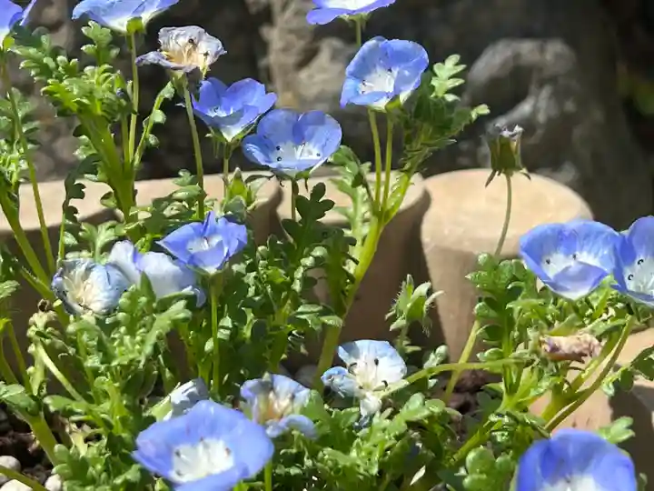 篠崎浅間神社の自然