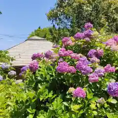 波立寺（波立薬師）の自然