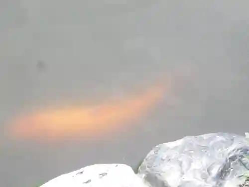 鶴岡八幡宮の動物