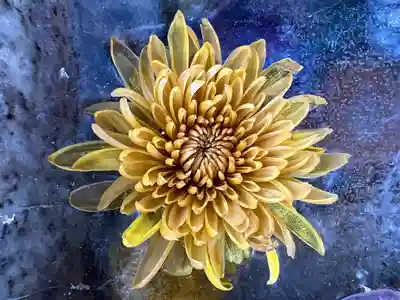 札幌諏訪神社の手水舎