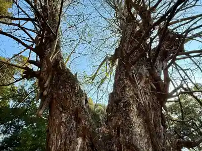 赤坂氷川神社(東京都)
