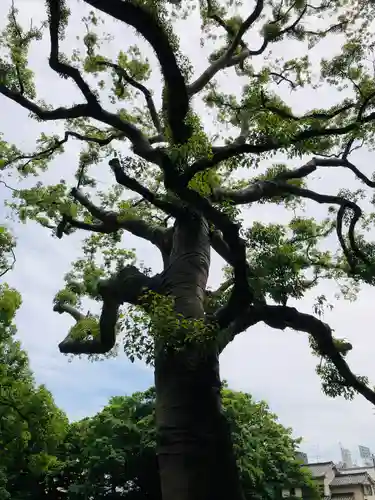 熱田神宮の自然