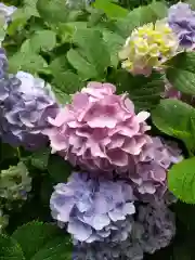 太平山神社の自然