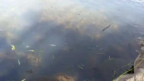 山津見神社の動物
