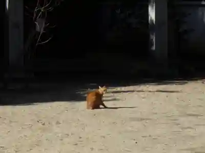 與杼神社の動物