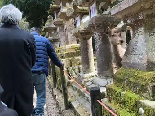 春日大社の動物