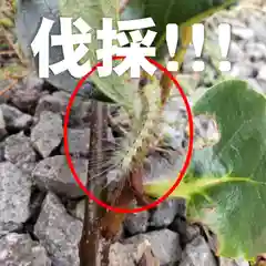 七重浜海津見神社(北海道)