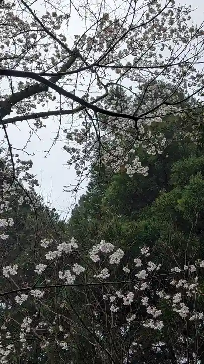 勝持寺(花の寺)(京都府)