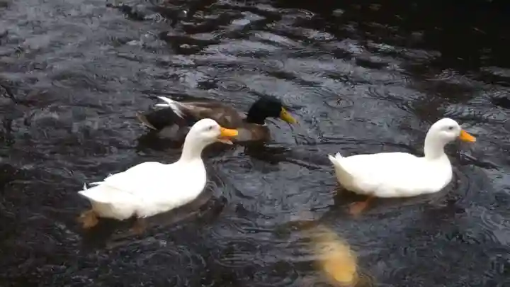 平塚八幡宮の動物