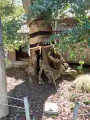 八坂神社の自然