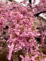 桜神宮(東京都)