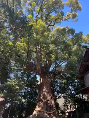 川津来宮神社(静岡県)