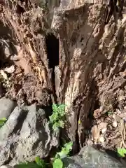 三輪神社の自然