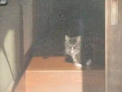 国分寺（相模國分寺）(神奈川県)