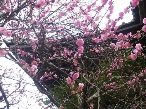 安國論寺（安国論寺）の自然