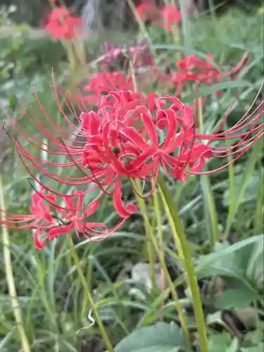 坪沼八幡神社の自然