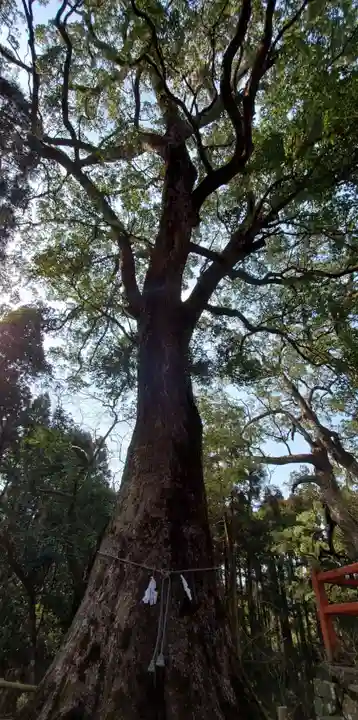 榎原神社の自然