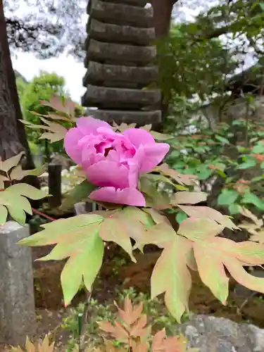 妙雲寺(栃木県)