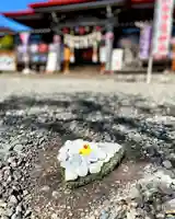 伊達神社(北海道)