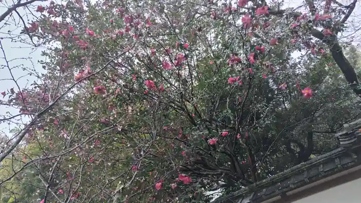 平野神社(京都府)