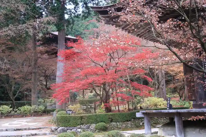 金剛輪寺の自然
