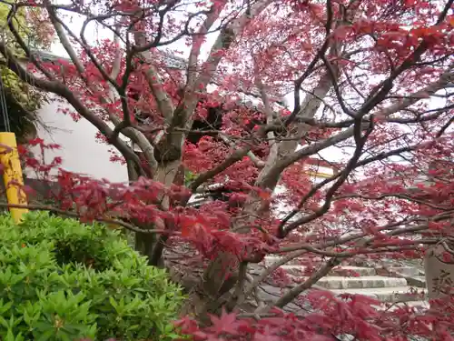 光明院（光明禅院）の自然