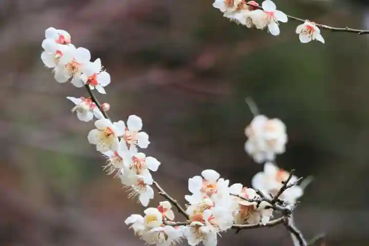 鹿島大神宮の庭園