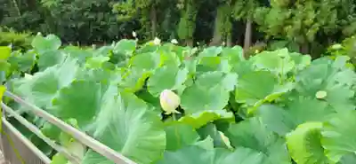 医王寺(福島県)