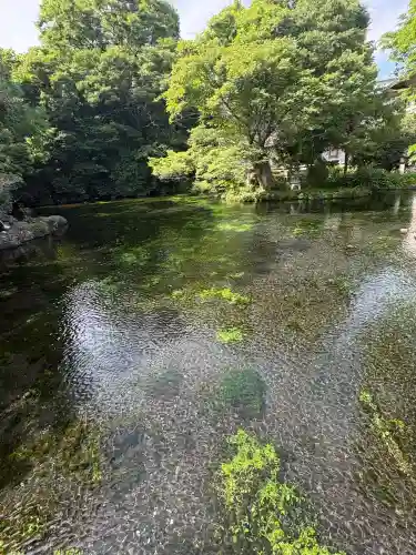 富士山本宮浅間大社(静岡県)