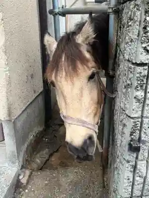 吉川八幡神社(大阪府)