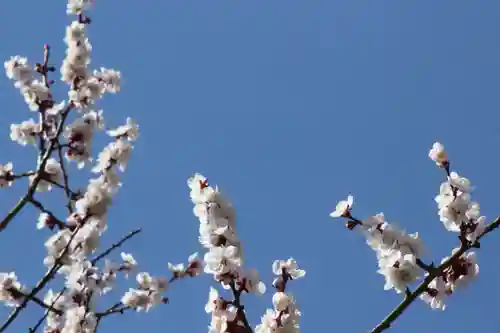 国宝 大法寺の自然