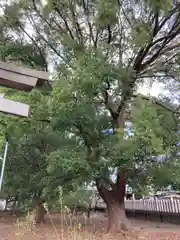 備後天満神社の自然