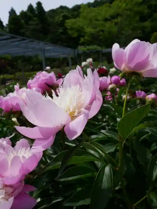 金蛇水神社(宮城県)