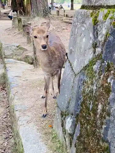春日大社(奈良県)