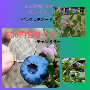 全忠寺(愛知県)(2025年06月13日(金) 20時58分19秒投稿)