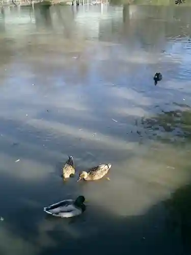 鶴岡八幡宮の動物