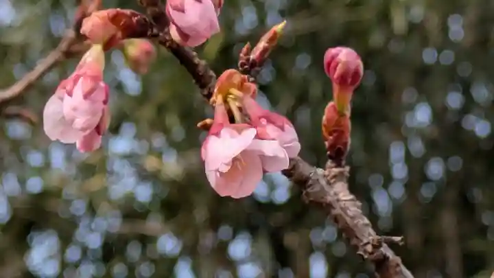 半木神社(賀茂別雷神社境外末社)(京都府)