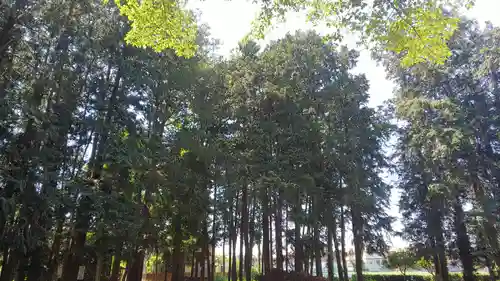 氷川神社の自然