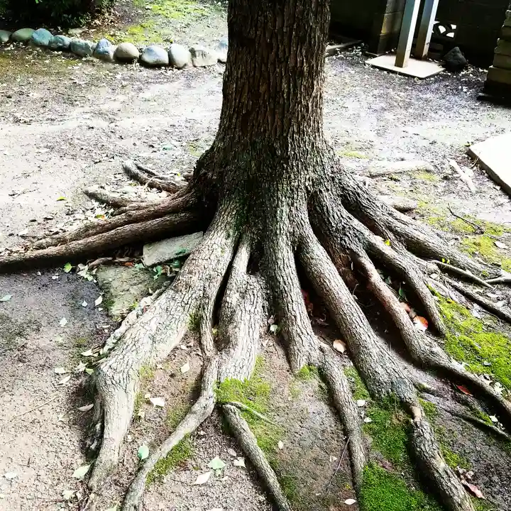 白髭神社の自然