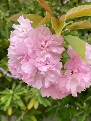八雲神社(緑町)(栃木県)