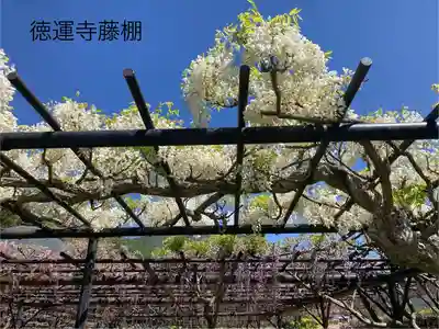 徳運寺(長野県)