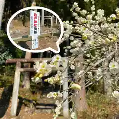 岩戸神社の自然