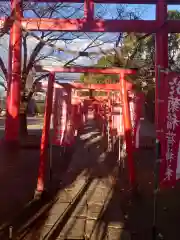 於菊稲荷神社の鳥居