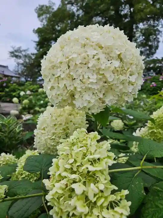 能護寺(埼玉県)