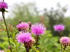 飯縄神社 奥社の自然