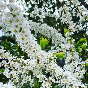 豊景神社の自然(2020年04月30日(木) 06時18分47秒投稿)